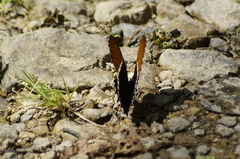 Siproeta epaphus epaphus