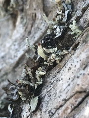 Cladonia transcendens