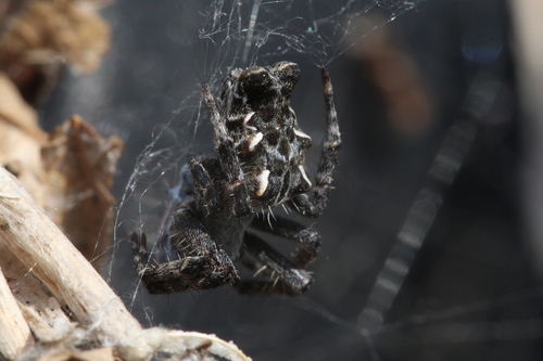 Tropical Tent-web Spider