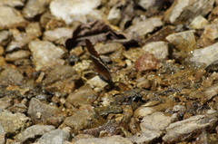 Siproeta epaphus epaphus
