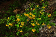 Hippocrepis emerus emeroides