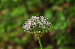 Allium decipiens quercetorum