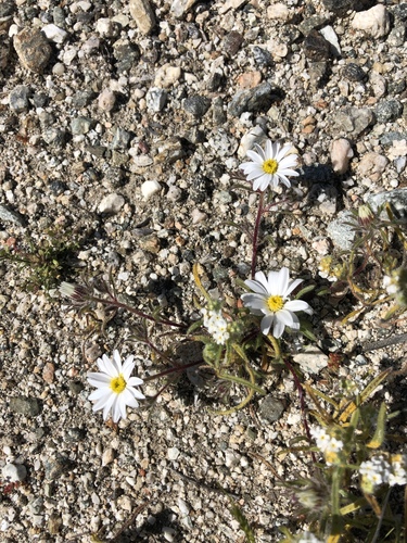 iNaturalist observation photo of Mojave desertstar