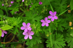 Geranium asphodeloides