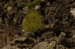 Pyrisitia lisa centralis