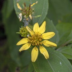 Wollastonia biflora