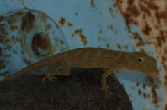 Anolis macrinii