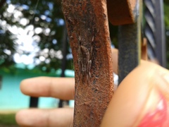 Eustala illicita