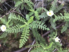 Chamaebatia australis