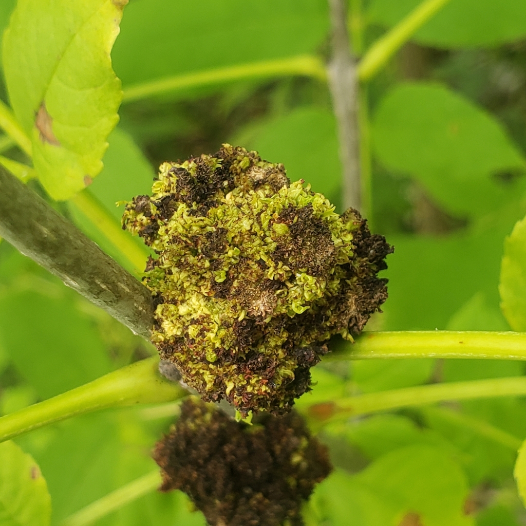 Ash Flower Gall Mite from Erie, PA 16505, USA on September 23, 2023 at ...