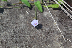 Jacquemontia evolvuloides