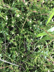 Galium nuttallii