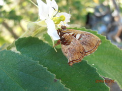 Anteros carausius carausius
