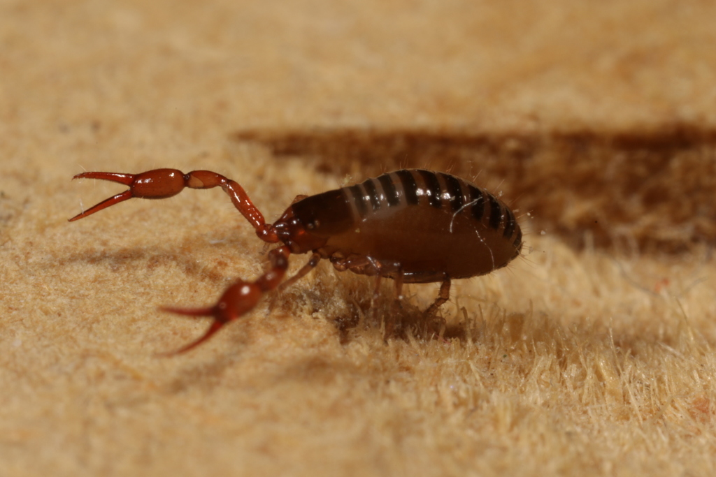Common Neobisid