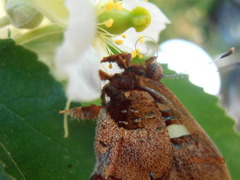 Anteros carausius carausius