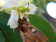 Anteros carausius carausius