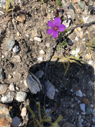 iNaturalist observation photo of Texas stork's bill