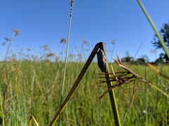 Hyperolius parallelus