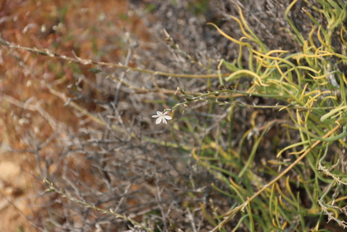 Trachyandra aridimontana