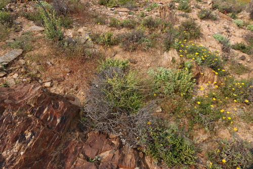 Trachyandra aridimontana