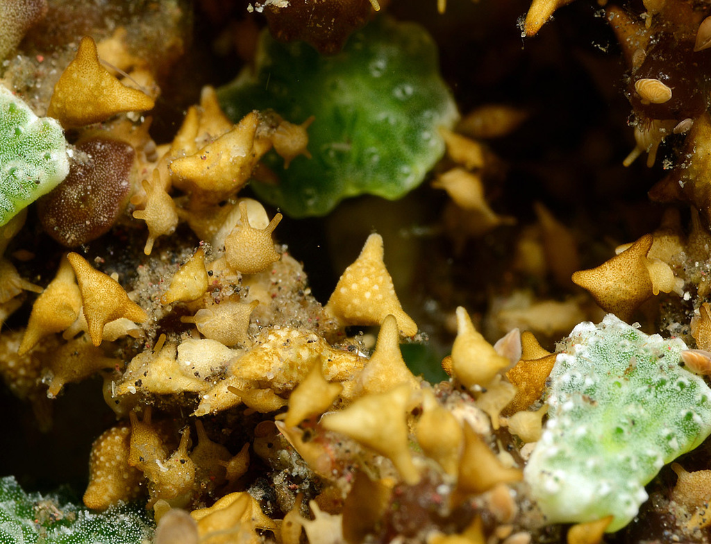 Baculogypsinoides spinosus (Baculogypsinoides spinosus)