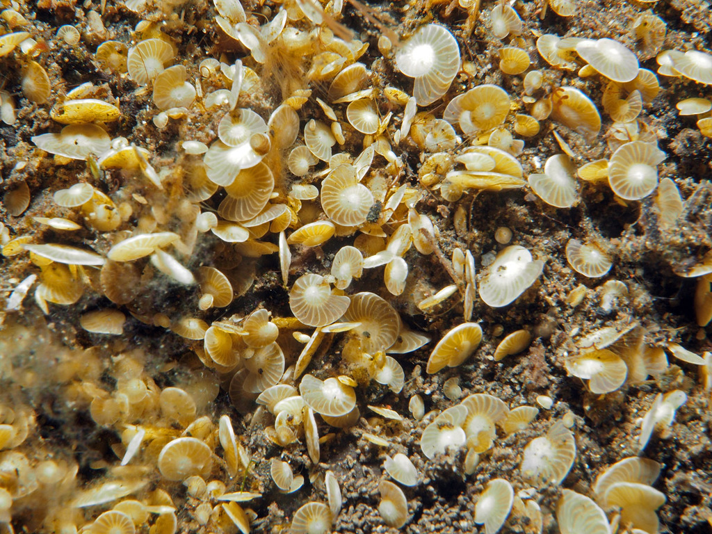 Operculina ammonoides (Operculina ammonoides)