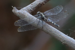 Erythemis plebeja
