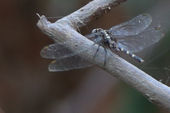 Erythemis plebeja