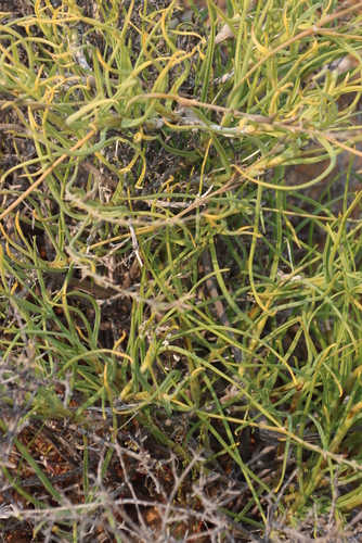 Trachyandra aridimontana