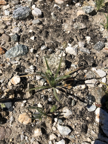 iNaturalist observation photo of Desert Plantain