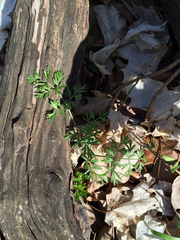 Perideridia americana