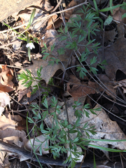 Perideridia americana