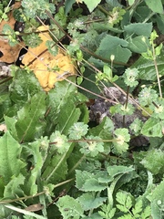 Lamium amplexicaule