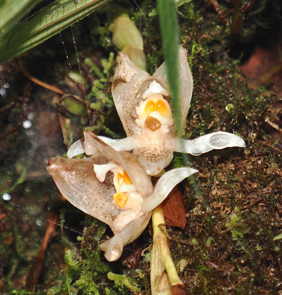 Trevoria zahlbruckneriana