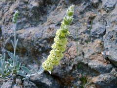 Sideritis taurica