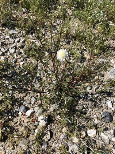 iNaturalist observation photo of Fremont's pincushion