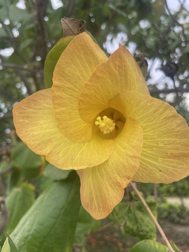 Hibiscus tiliaceus iNat (3)