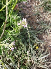 Matthiola parviflora