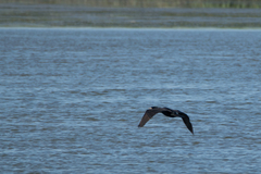 Phalacrocorax carbo