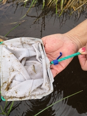 Cyprinodon macularius