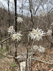 Amelanchier arborea arborea