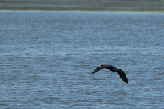 Phalacrocorax carbo