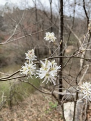 Amelanchier arborea arborea