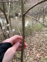 Amelanchier arborea arborea