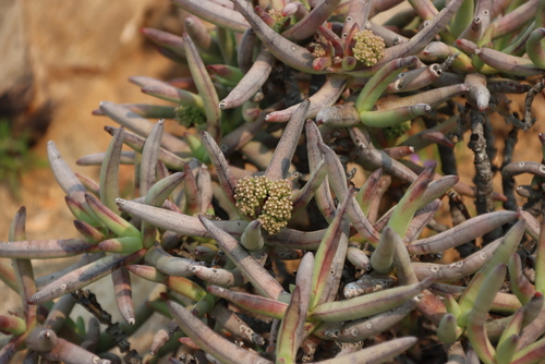 Crassula macowaniana
