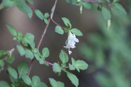 Image of Fuchsia thymifolia by (c) José Belem Hernández Díaz, some rights reserved (CC BY)