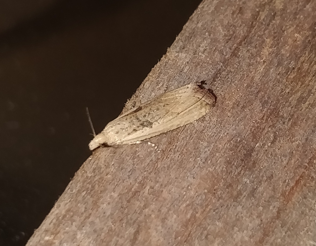 Bactra minima