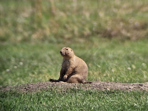 Black-tailed Prairie Dog photographed in Alabama