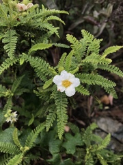 Chamaebatia australis