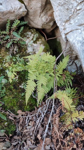 sladičotvaré (Polypodiales)
